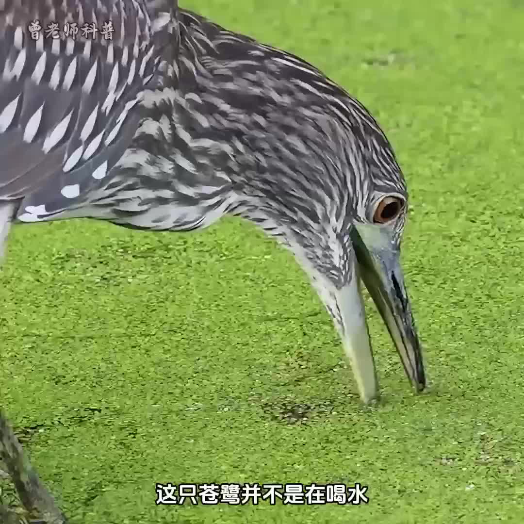 苍鹭的路亚嘴如何钓鱼