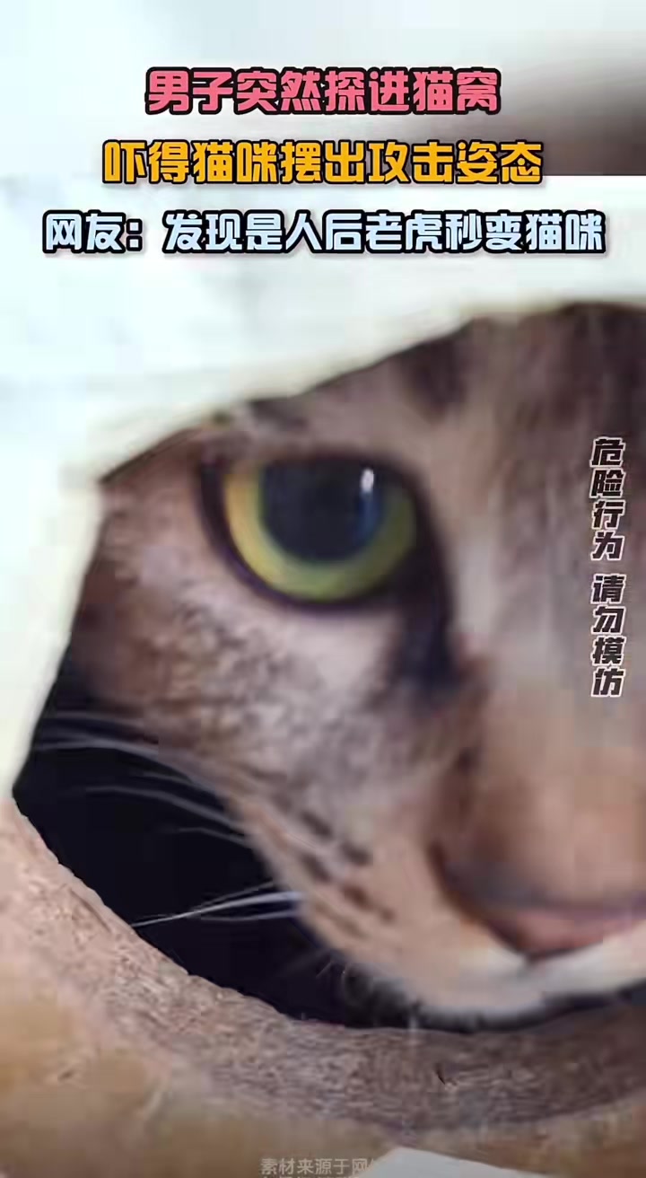 男子突然探进猫窝，吓的猫咪摆出攻击姿态