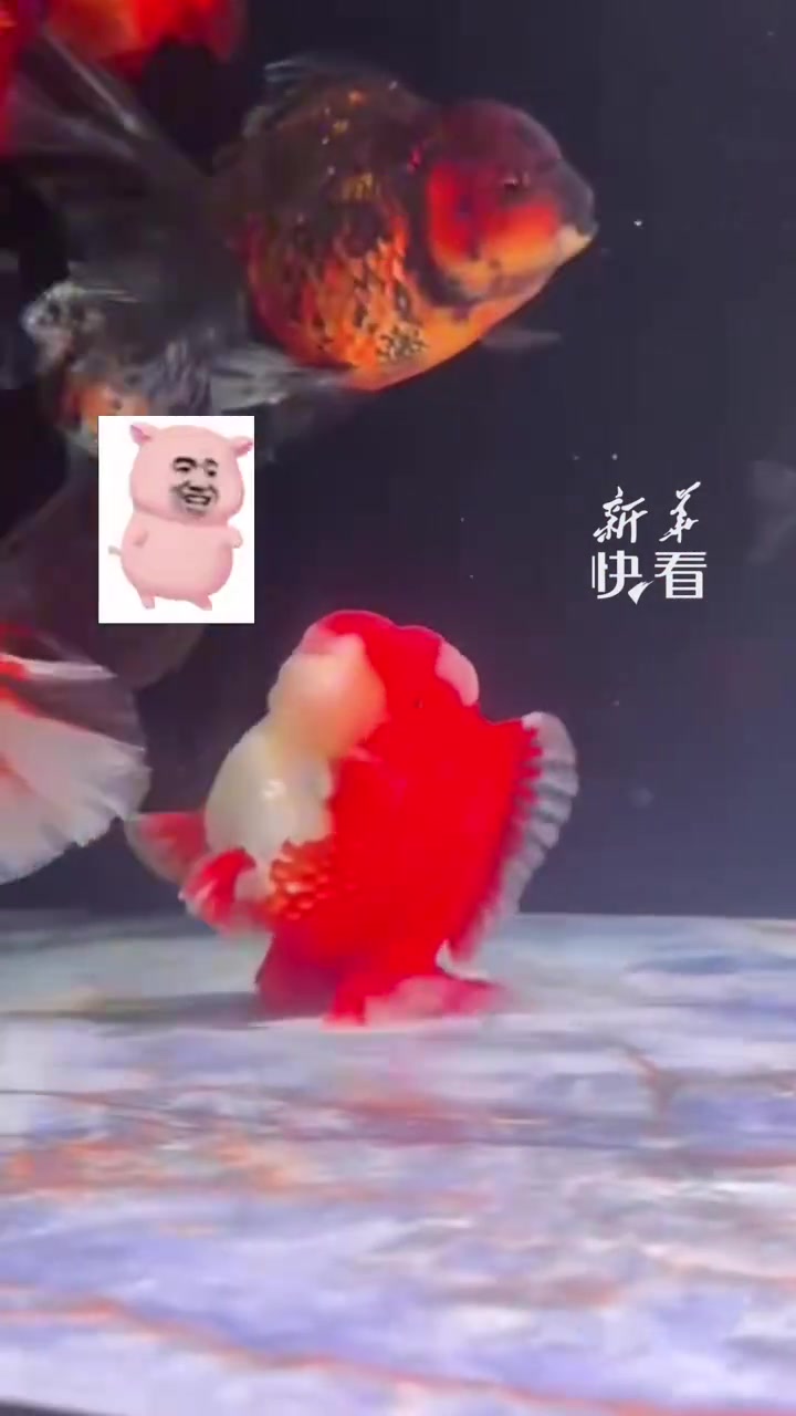 金鱼“走”出魔性小步伐