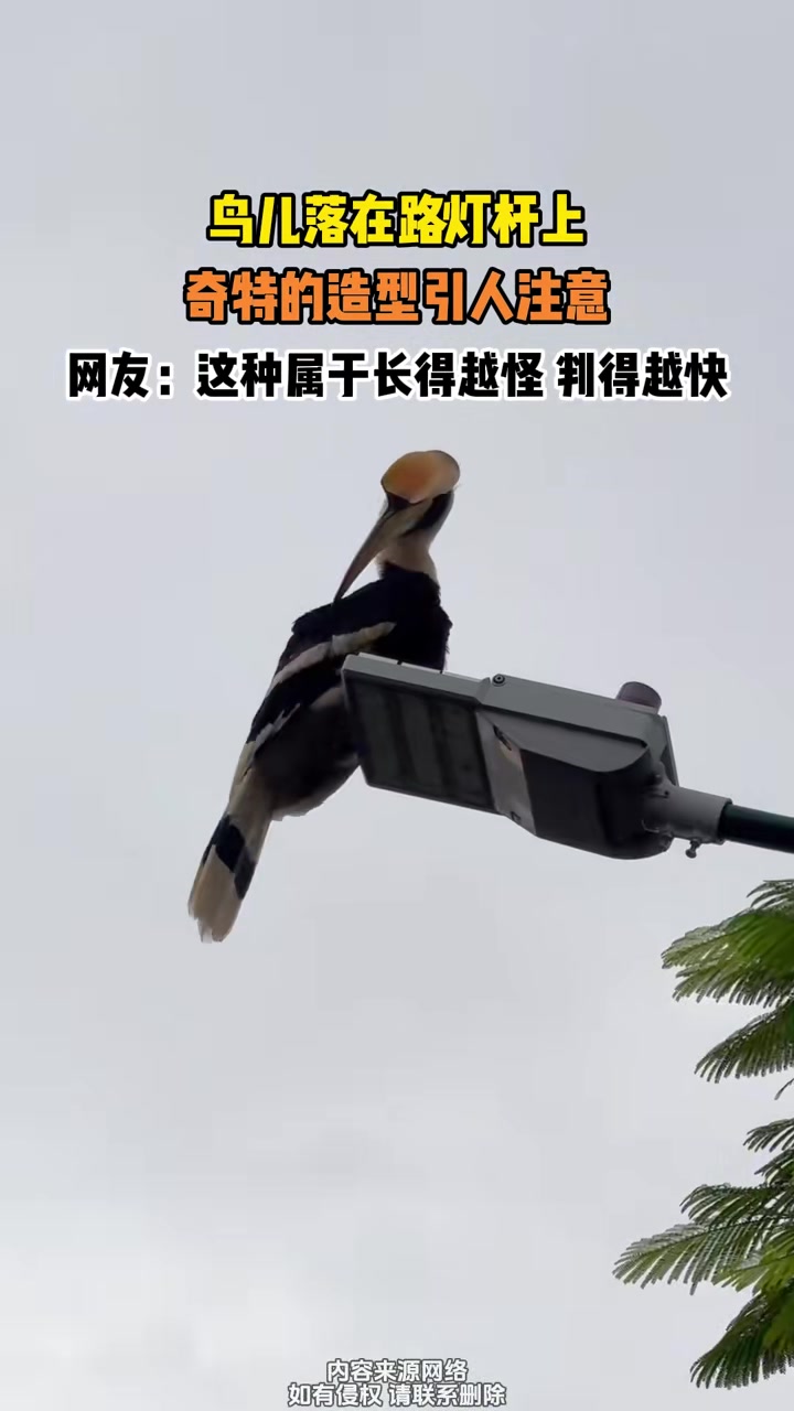 鸟儿落在电线杆上，奇特的造型引人注意