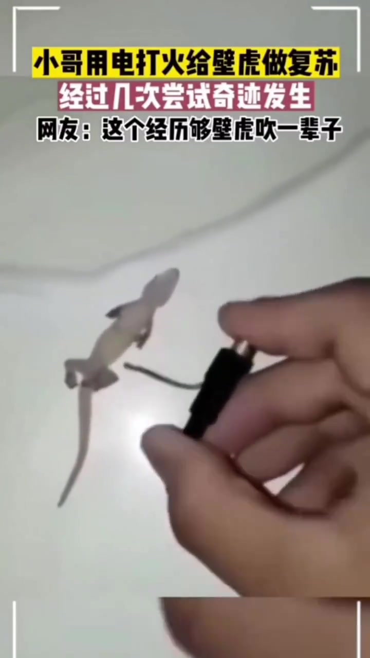 小哥用电打火给壁虎做复苏