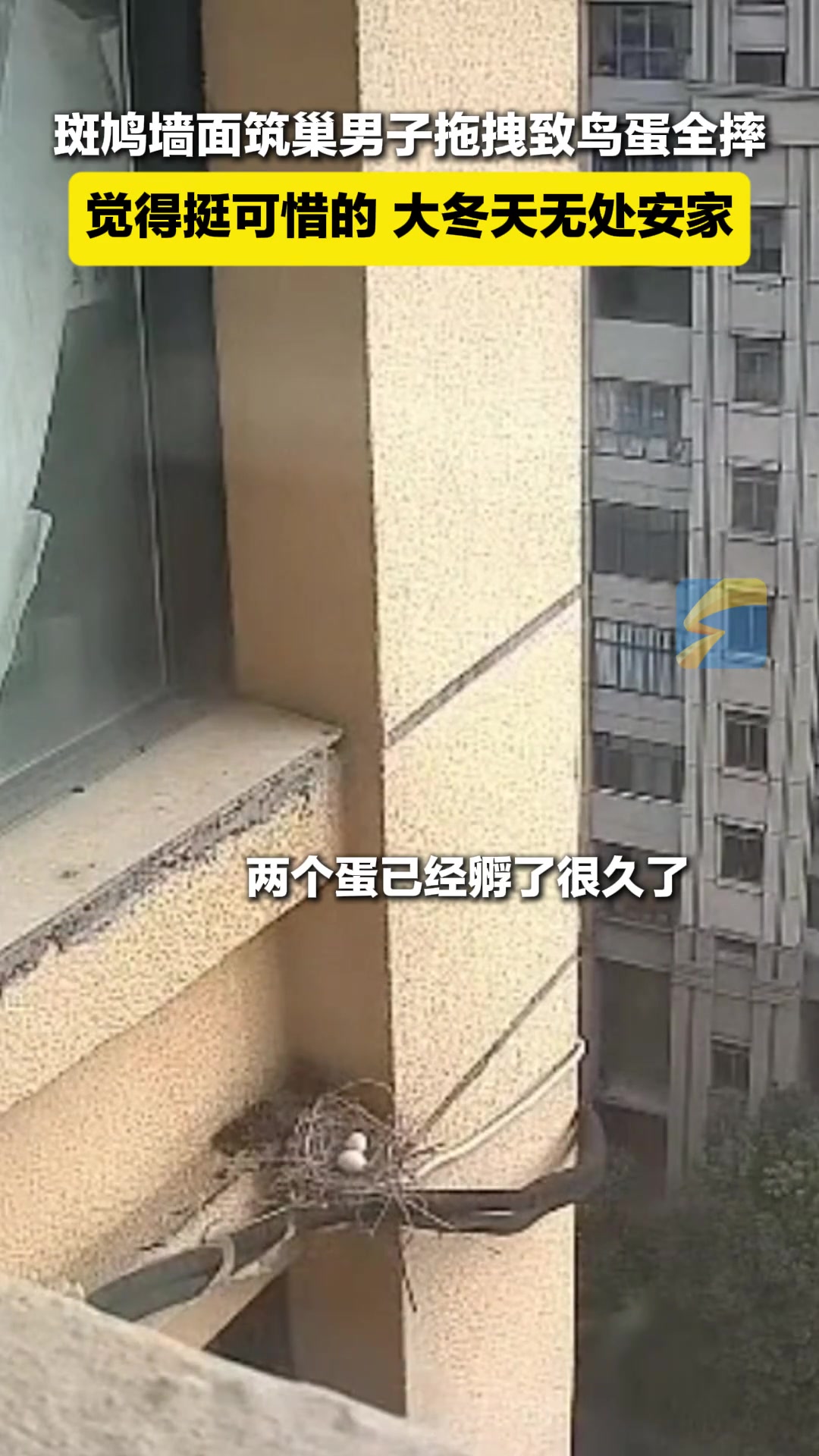 斑鸠在墙面筑巢，男子拖拽致鸟蛋全摔