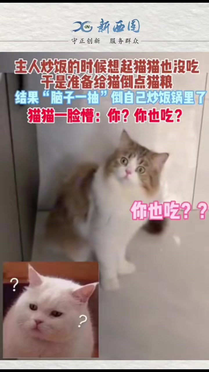 主人炒饭想起猫猫也没吃，结果脑袋一抽把猫粮倒锅里！！！