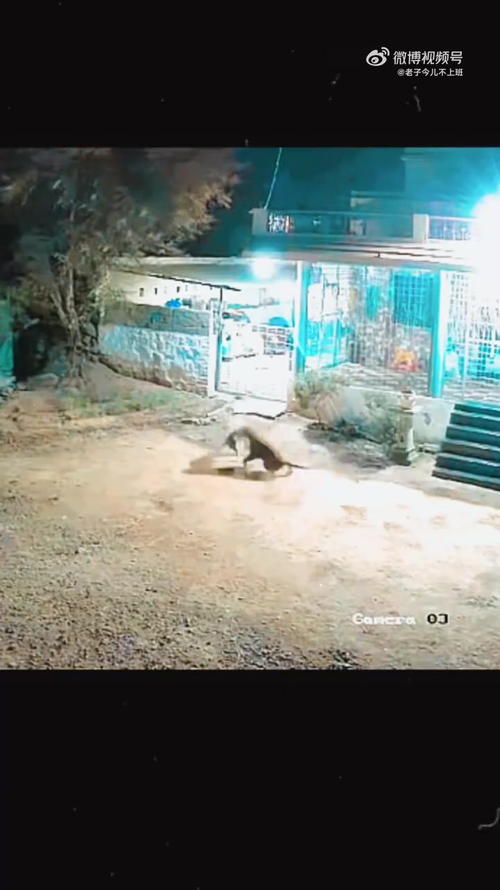 可怜的狗狗，被秒了