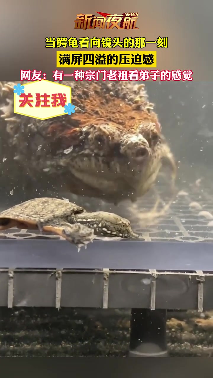 当鳄龟看向镜头的那一刻，满屏四溢的压迫感