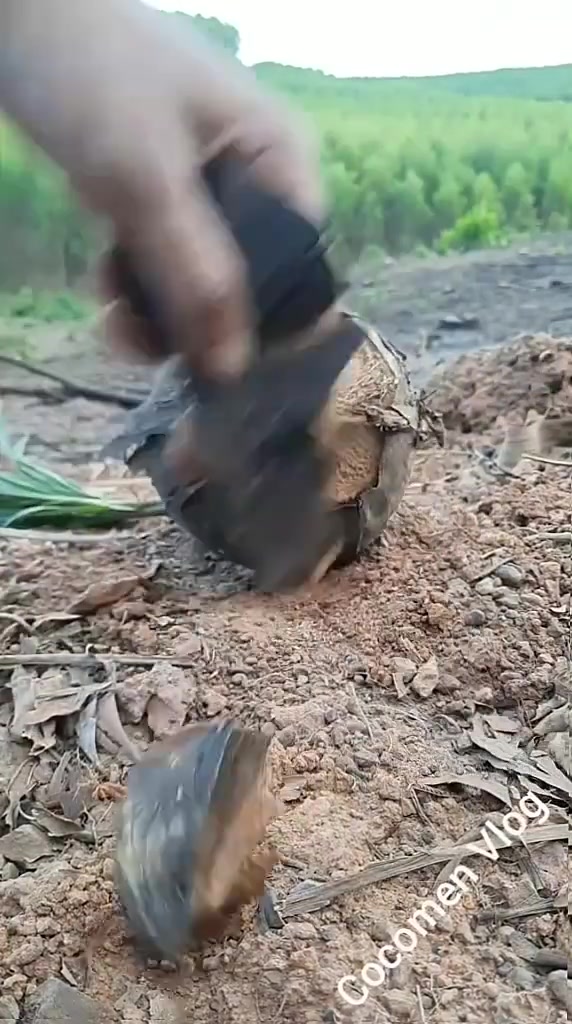 这颗椰子的肉怎么跟花菜似的