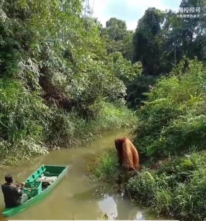 这玩意儿要是晚上遇到，能把我直接送去见太奶