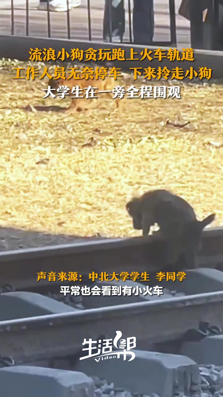 流浪小狗贪玩跑上火车轨道，工作人员无奈停车，下来拎走小狗