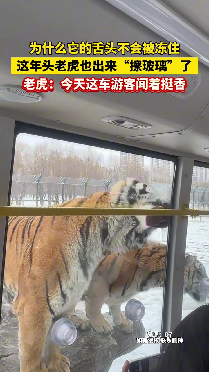 为什么它的舌头不会被冻住这年头老虎也出来“擦玻璃”了