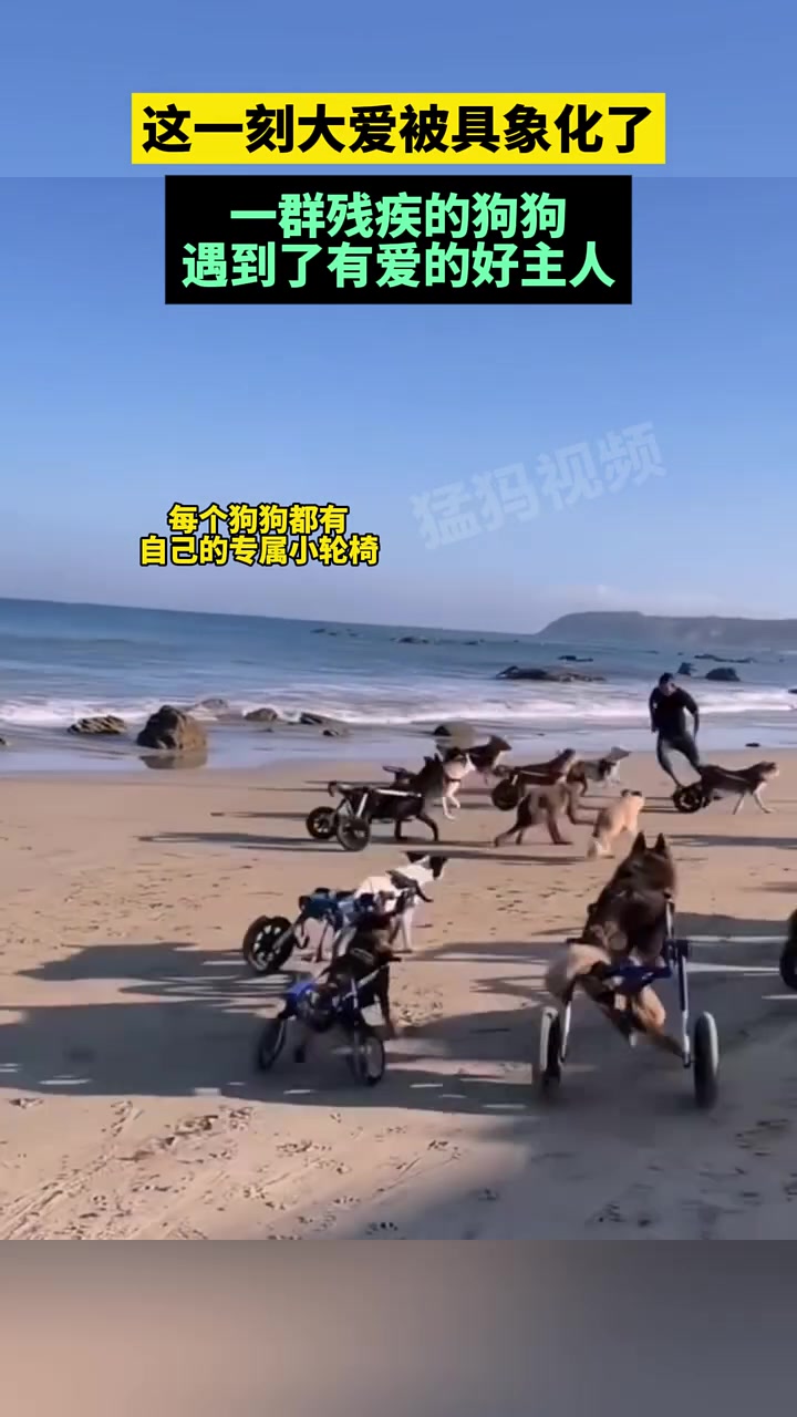 这一刻大爱被具象化了，一群残疾的狗狗遇到了有爱的好主人！
