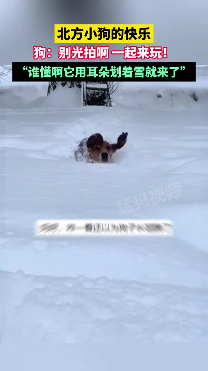 小狗的快乐，狗：别光拍啊一起来玩！谁懂啊它用耳朵划着雪就来了