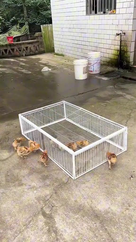 简易捕鸟神器