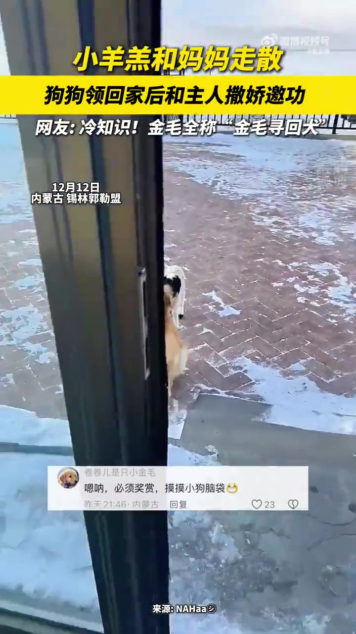 小羊羔和妈妈走散狗狗领回家后和主人撒娇邀功