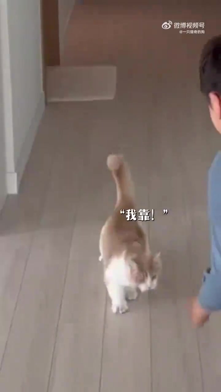 小猫被小主人吓唬后吓唬回去，好可爱的互动