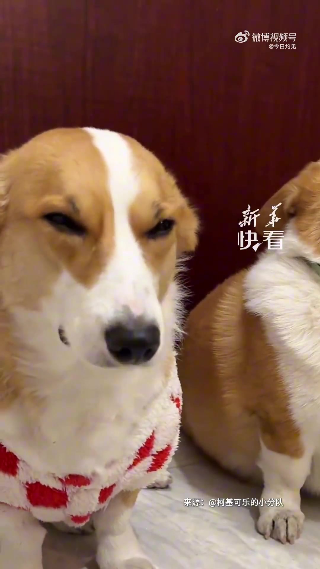 “罪狗”是谁一目了然