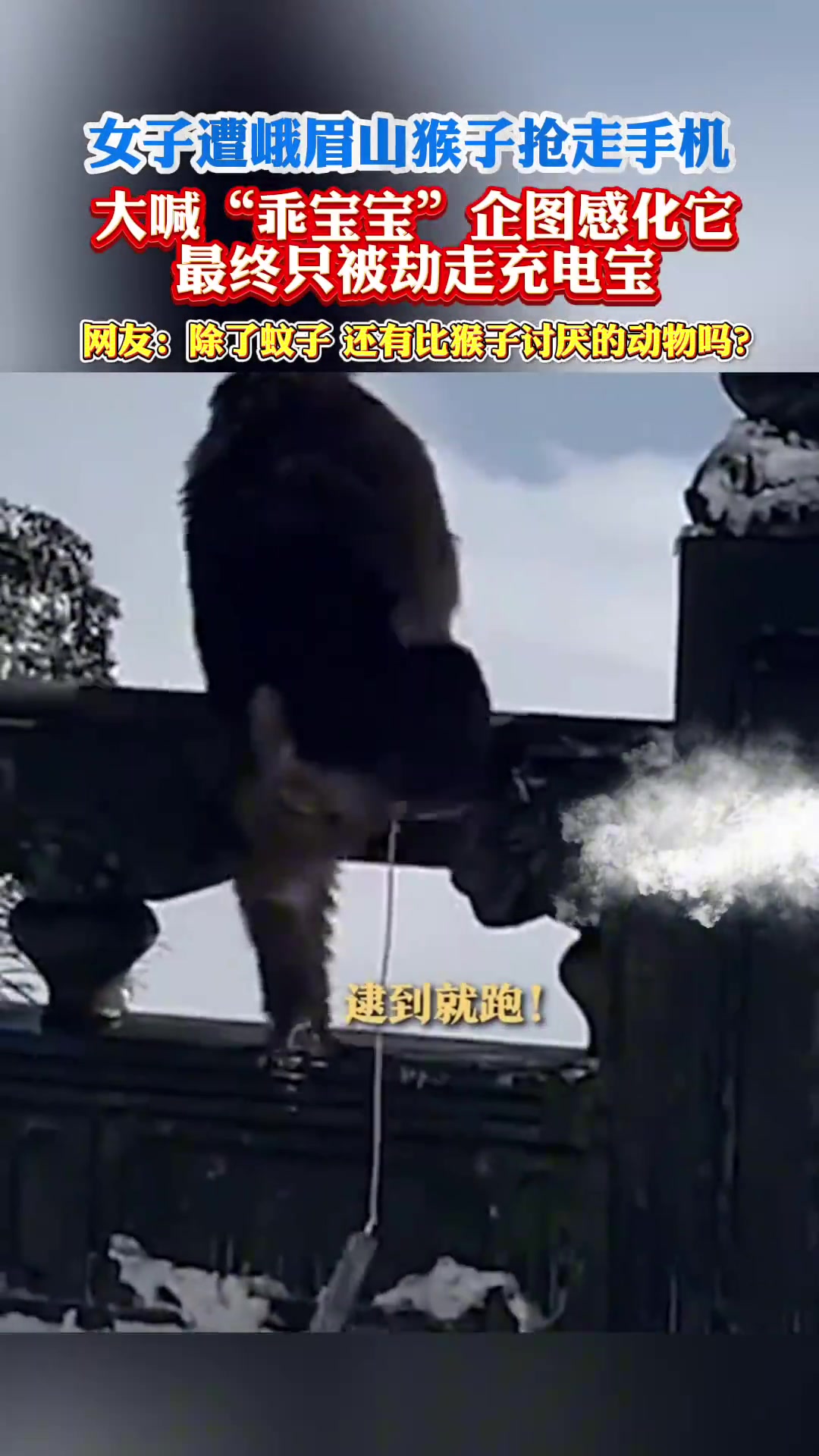 女子遭峨眉山猴子抢走手机，大喊“乖宝宝”企图感化它