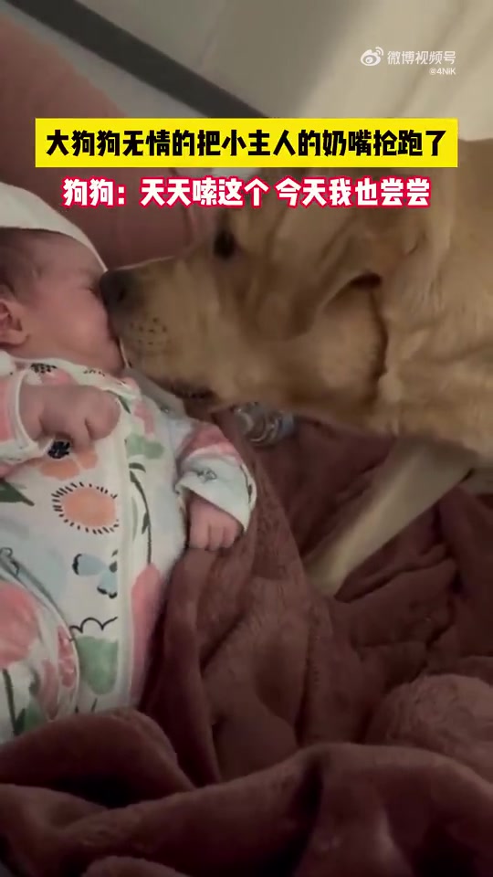 大狗狗无情的把小主人的奶嘴抢跑了