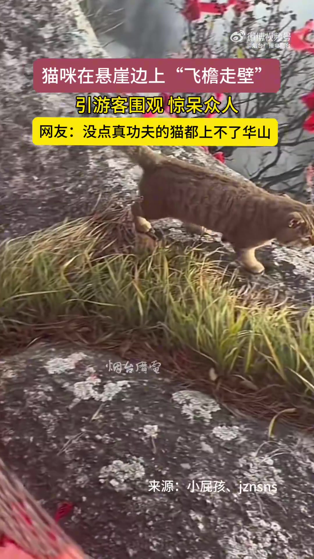 猫咪在悬崖边上“飞檐走壁”引游客围观