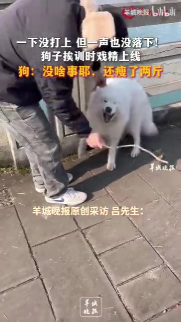 一下没打上但一声也没落下！狗子挨训时戏精上线
