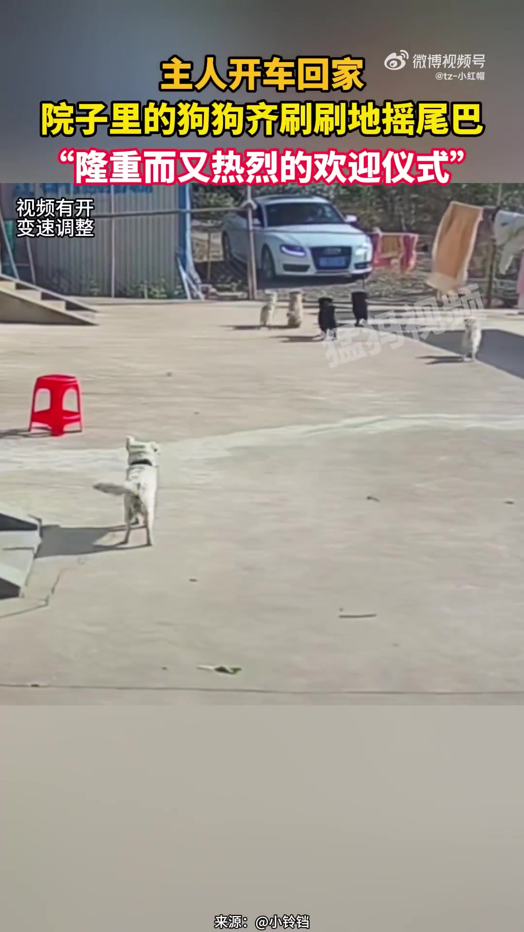主人开车回家，院子里的狗狗齐刷刷地摇尾巴
