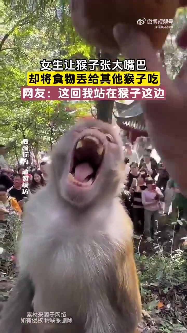 女生让猴子张大嘴巴，却将食物丢给其他猴子吃！