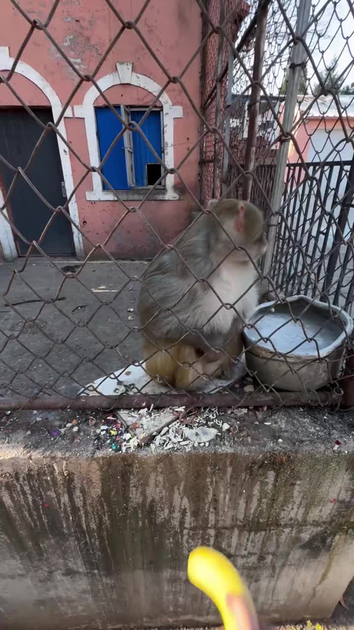 一根香蕉引发的战争
