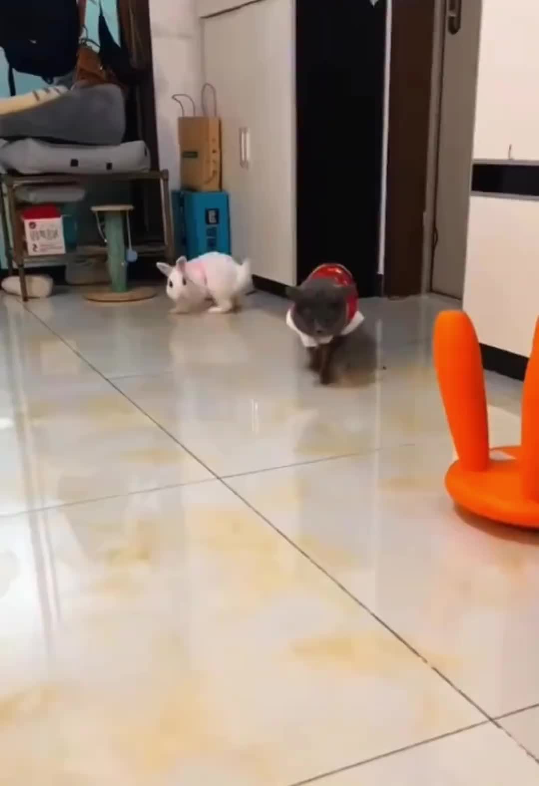 这也就是宠物猫，战斗力太弱了