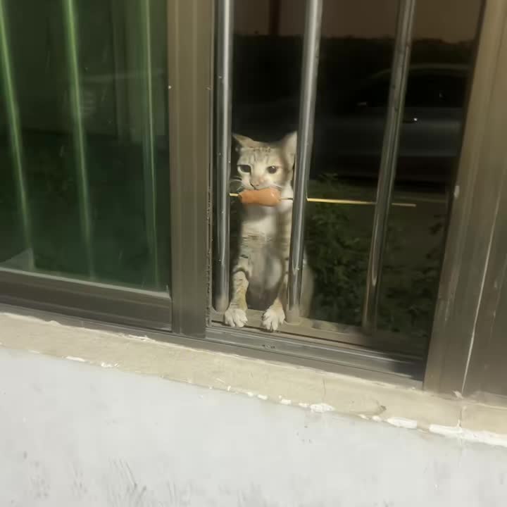 隔这做引体向上呢！