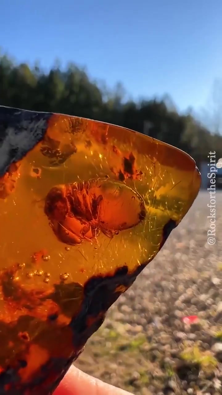 封在琥珀里的白蚁，太美了