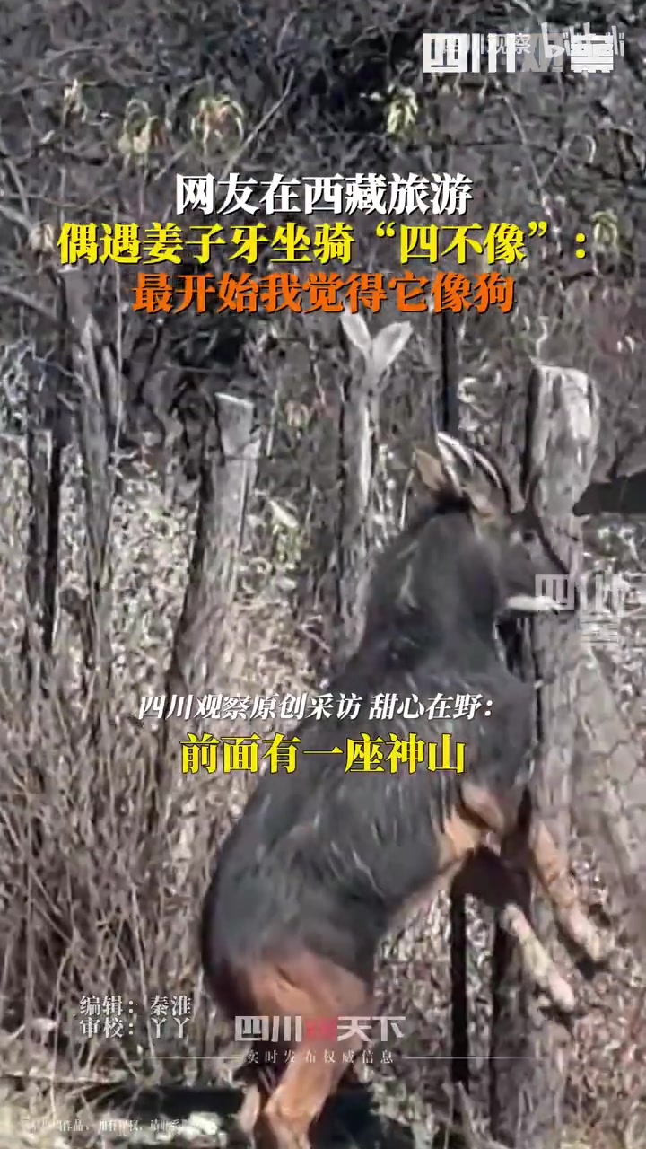 网友在西藏旅游偶遇姜子牙坐骑“四不像”