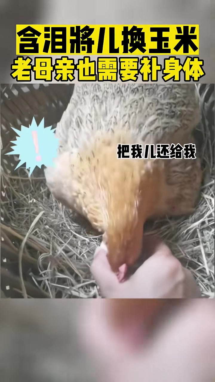 “含泪将儿换玉米老母亲也需要补身体”