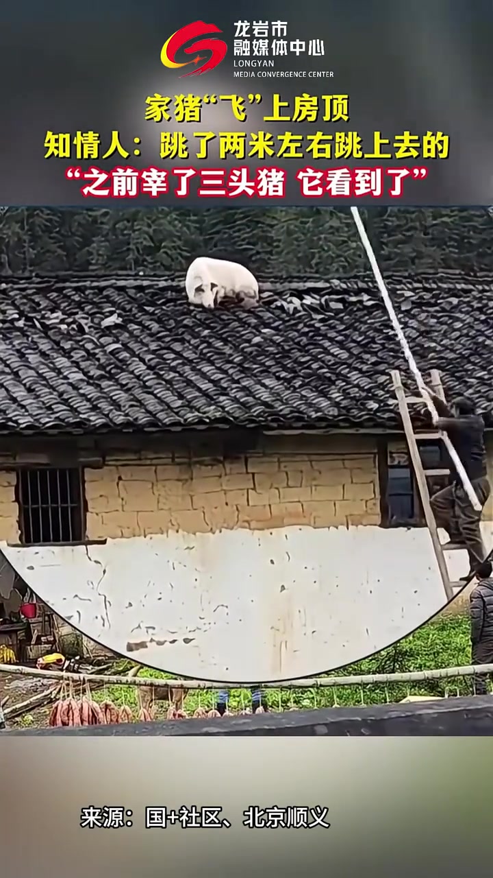 家猪“飞”上房顶知情人：跳了两米左右跳上去的