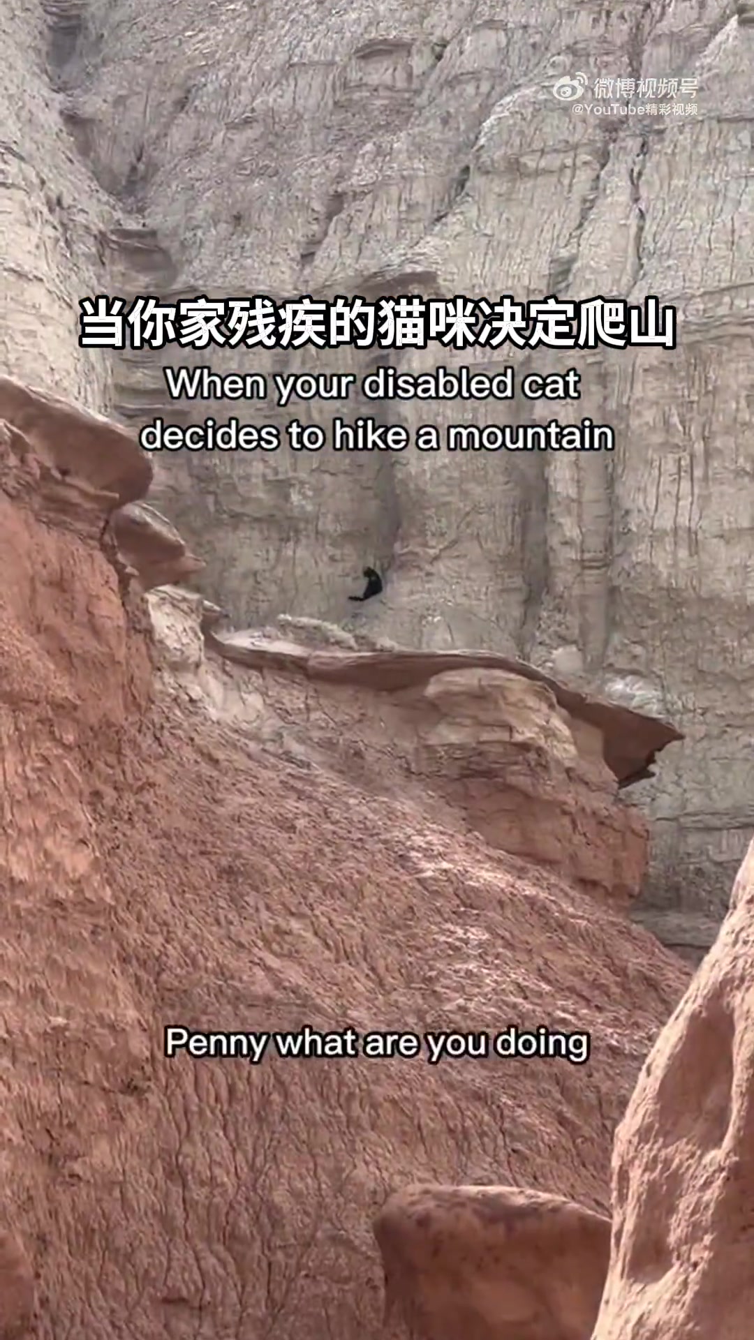 小脑发育不全的猫咪独自爬上峡谷壁，主人惊呆