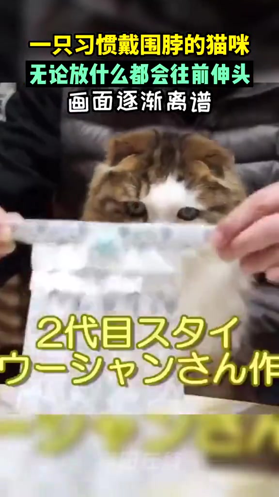 习惯戴围脖的小猫咪，伸头有肌肉记忆