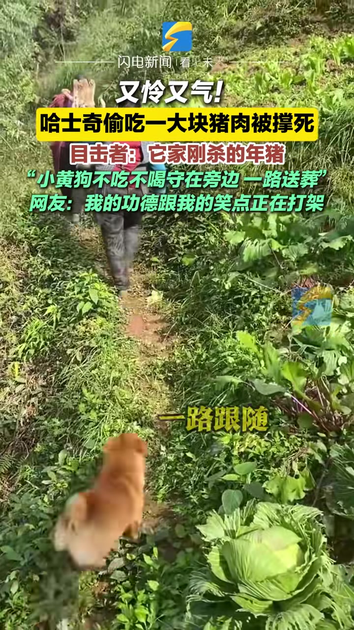 又怜又气！哈士奇偷吃一大块猪肉被撑死，目击者：它家刚杀的年猪