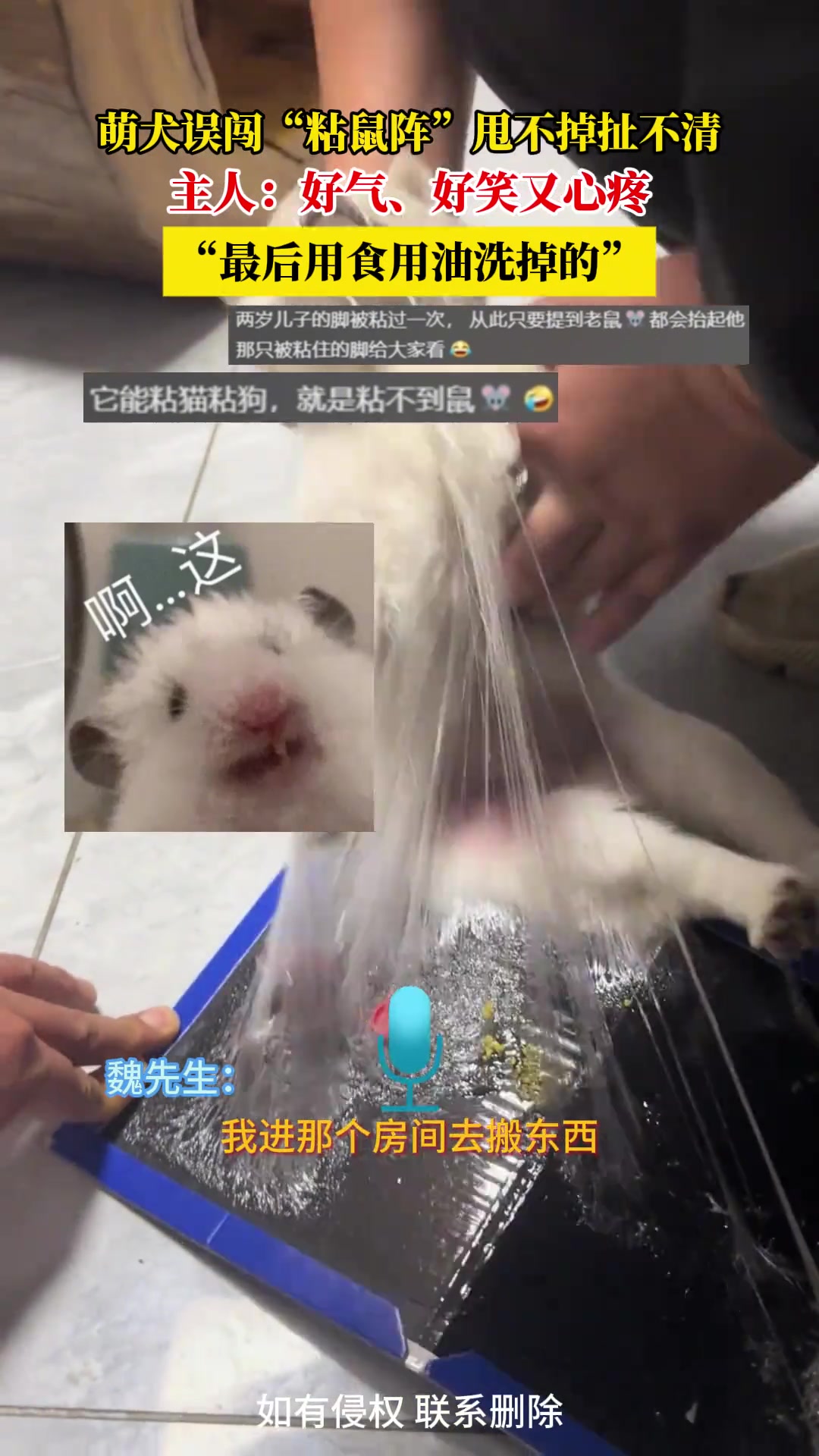 萌犬误闯“粘鼠阵”甩不掉扯不清