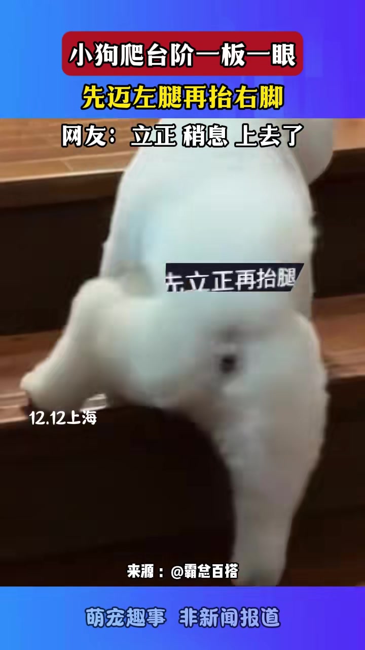 小狗爬台阶一板一眼，先迈左腿再上一阶，网友：立正稍息上去了