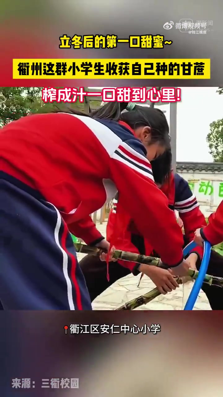 比奶茶更甜的是自己种的甘蔗