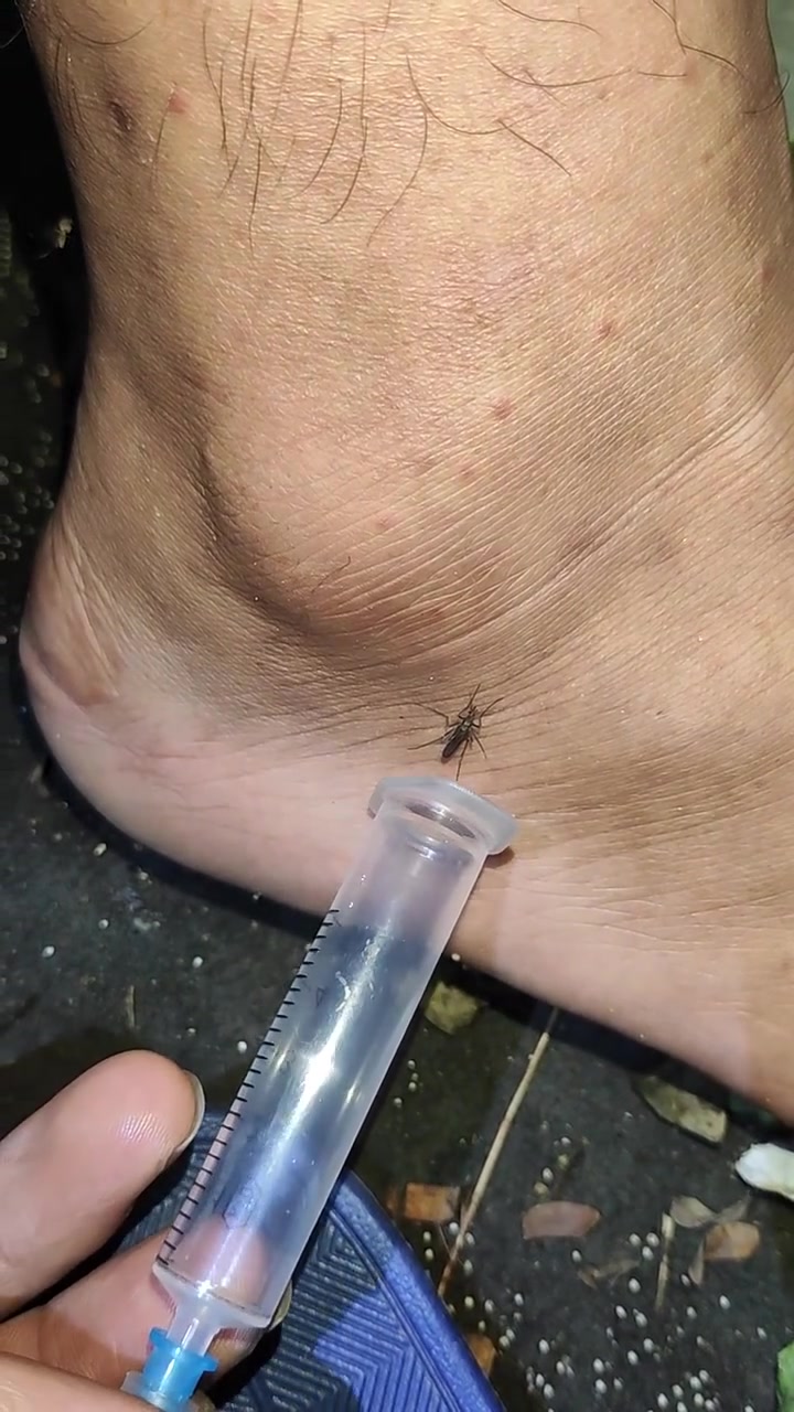 网友：蚊子最怕风油精，用风油精和白醋喷家里管用