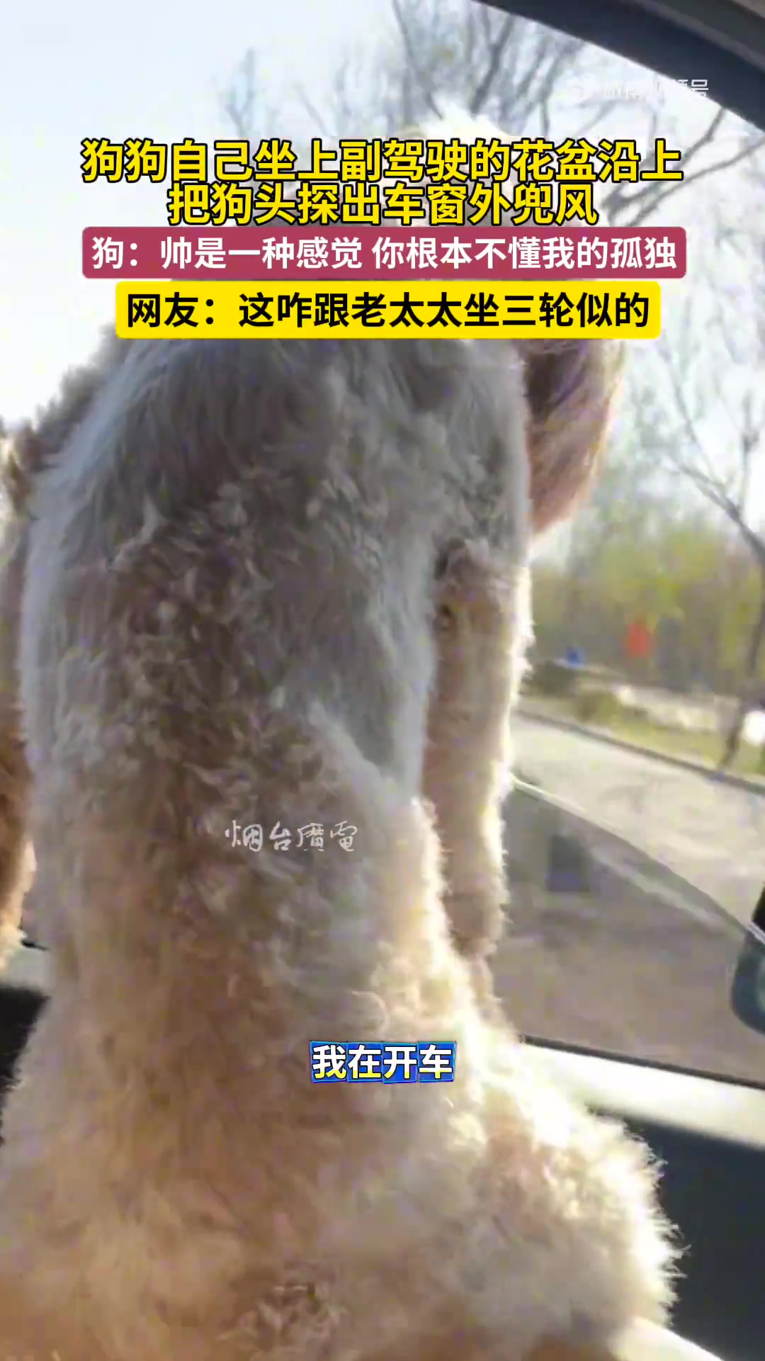 狗狗自己坐上副驾驶的花盆沿上，把狗头探出车窗外兜风！