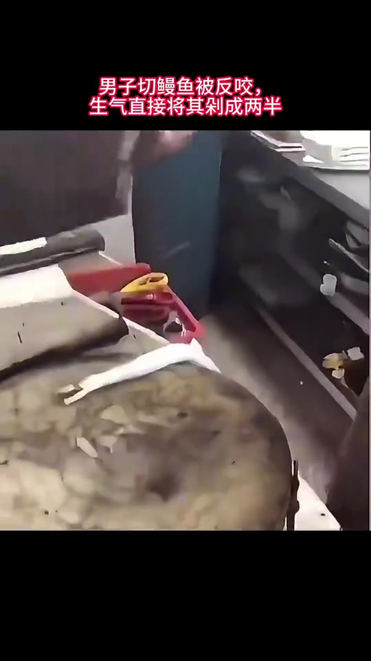 男子切鳗鱼被反咬，生气直接将其剁成两半