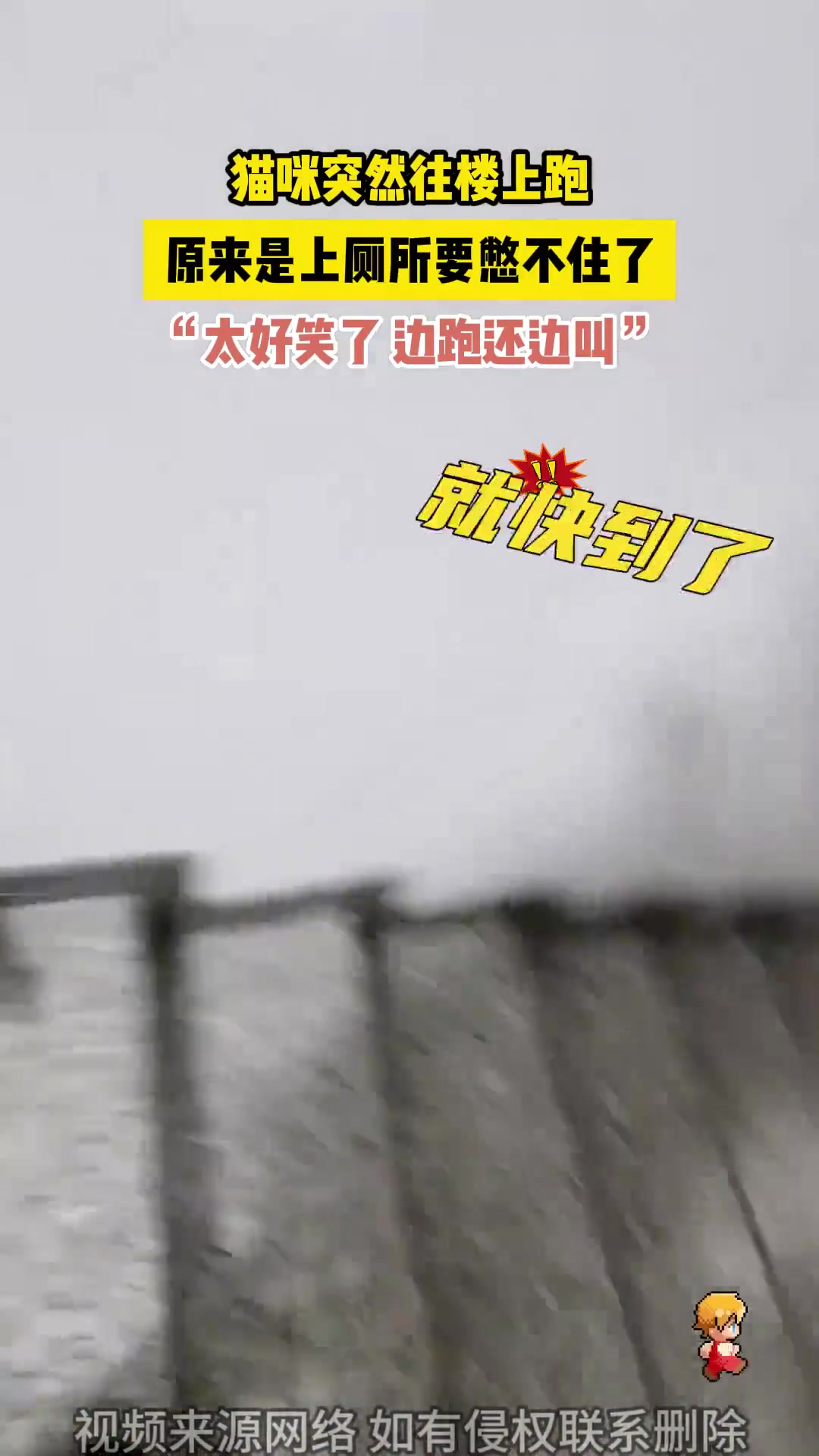 猫咪突然往楼上跑，原来是上厕所要憋不住了