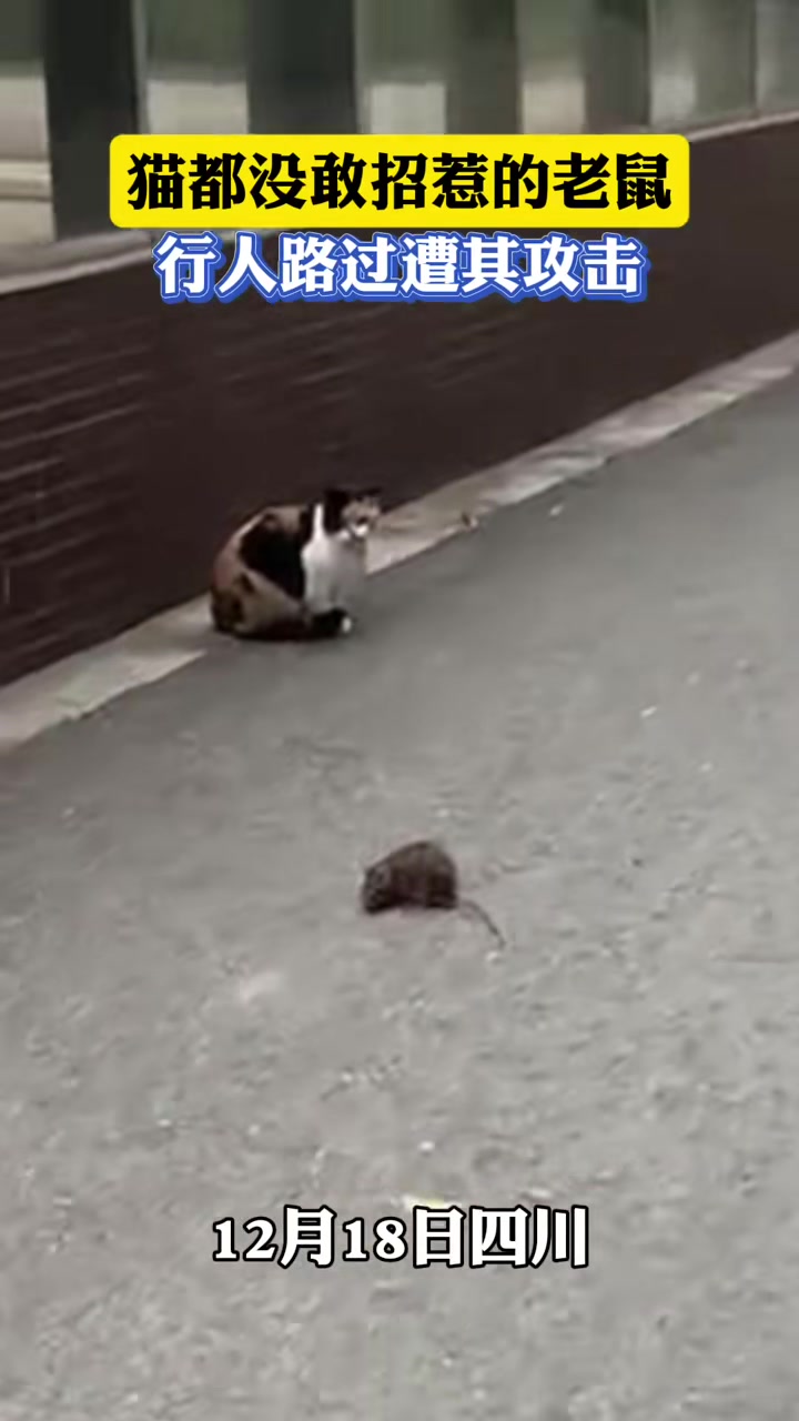 猫都没敢招惹的老鼠，行人路过都要遭其攻击！