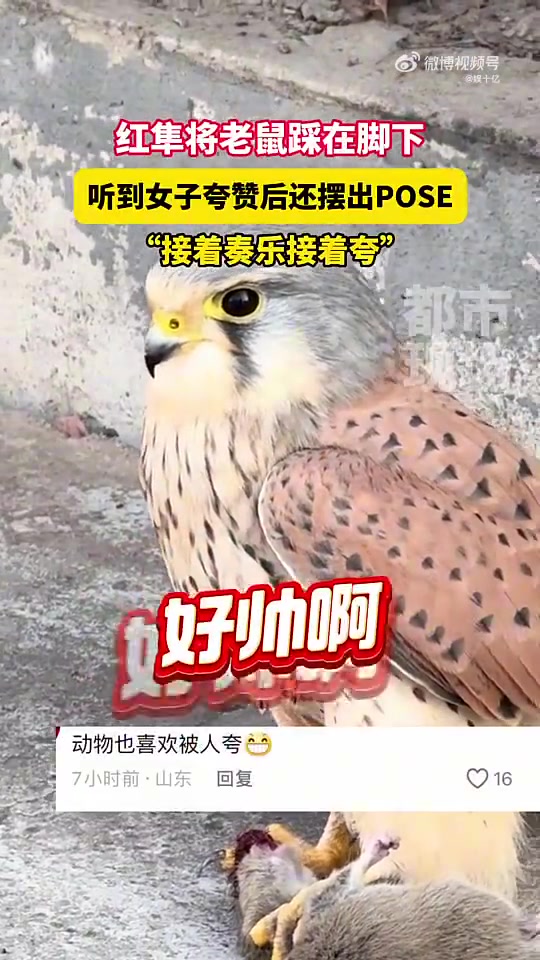 网友偶遇一只红隼将老鼠踩在脚下不禁夸它“好帅”