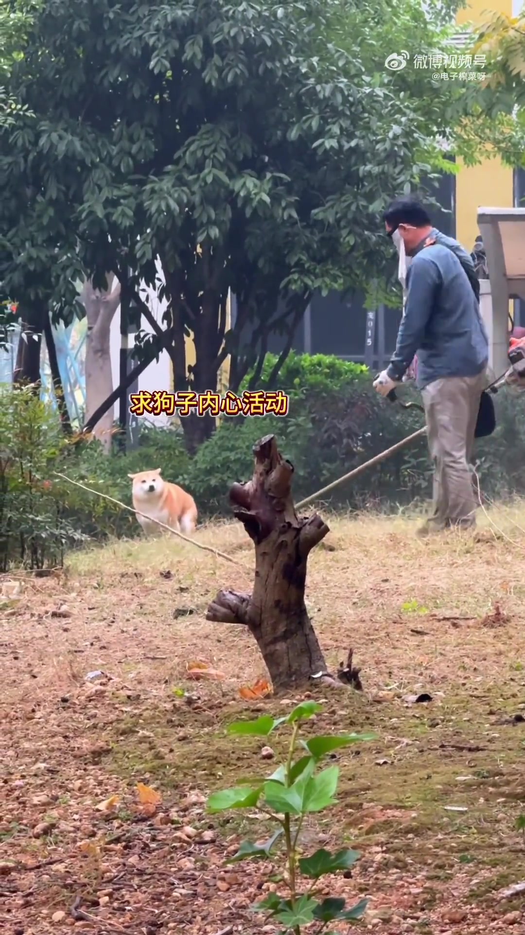 狗子我从来没这么无语过！