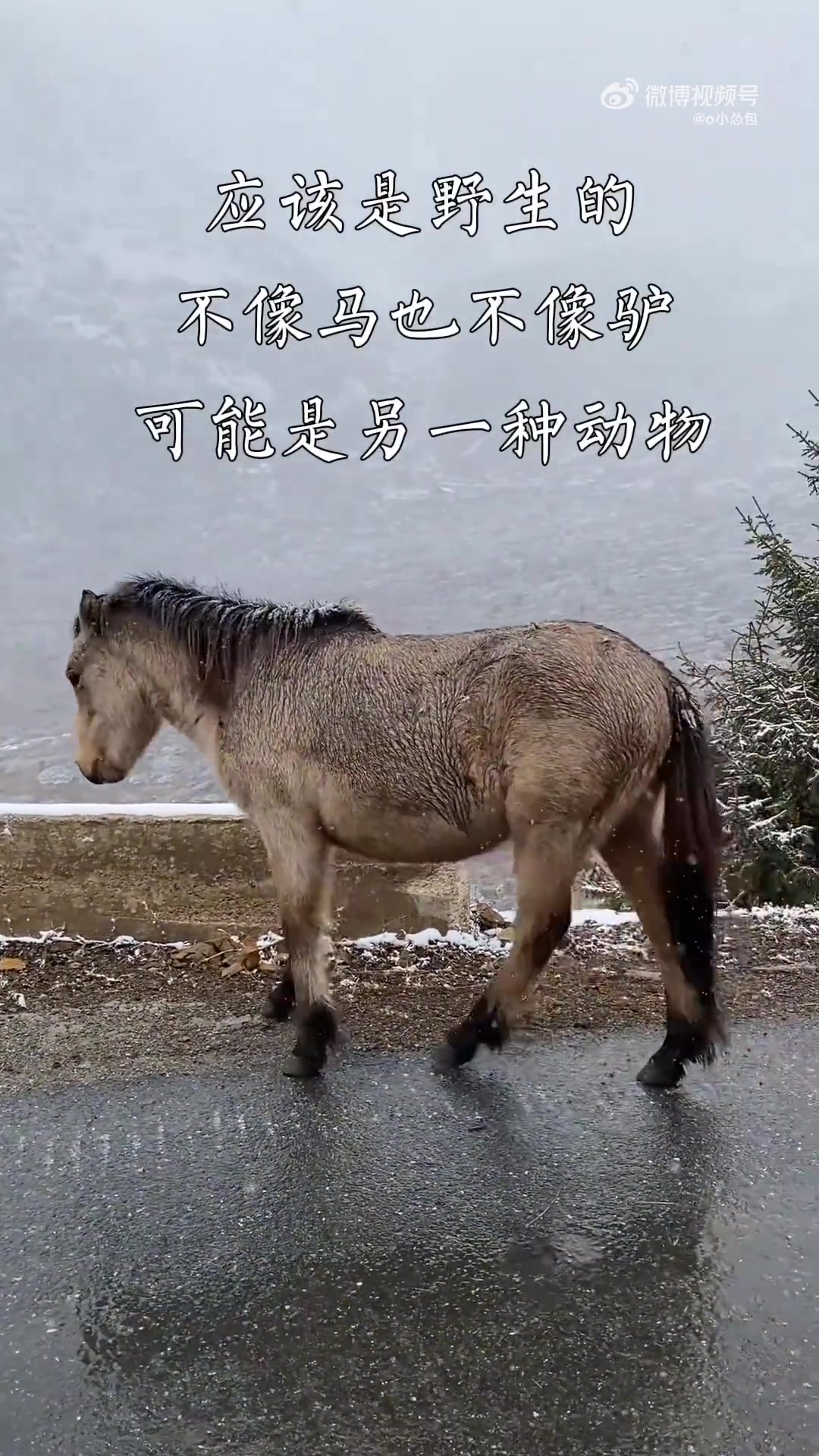 网友在云南白马雪山看到的，这个看着不像马，也不像驴