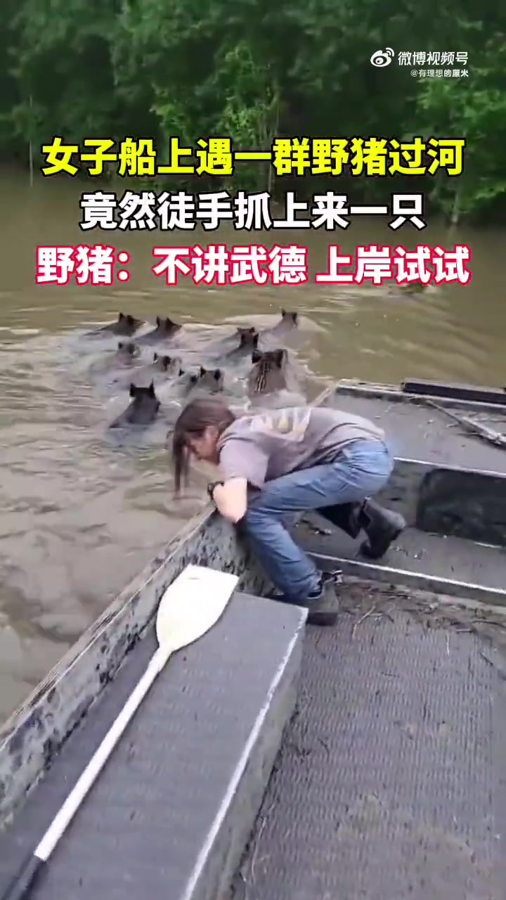 近两年野猪真的泛滥成灾了