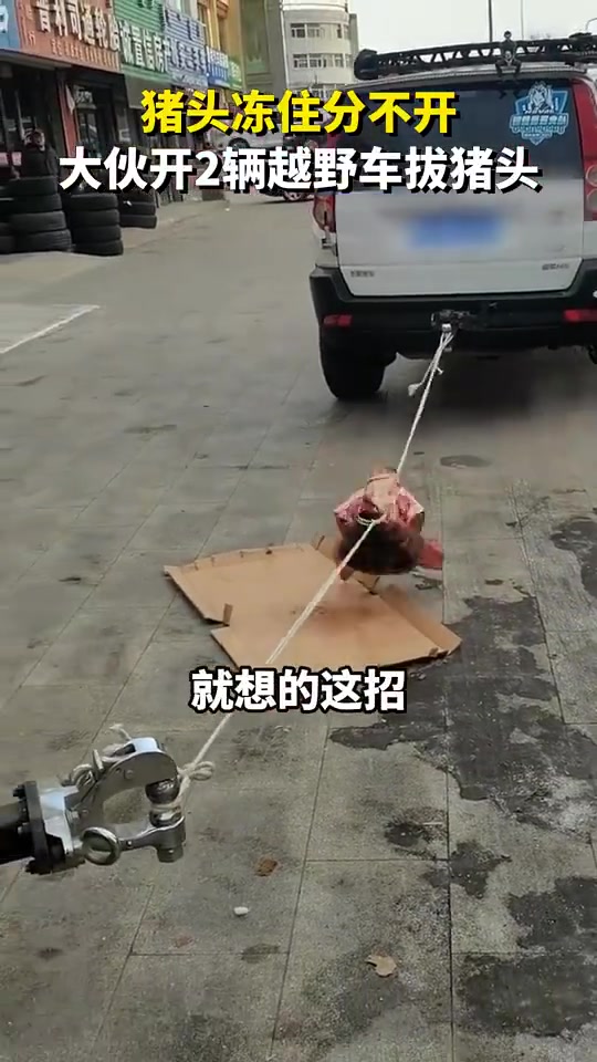 猪头冻住分不开，大伙巧用2辆越野车拔猪头