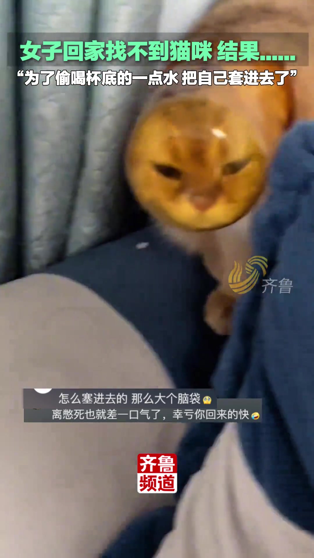 女子回家找不到猫咪，结果猫咪为了喝水把自己套进杯子里！！