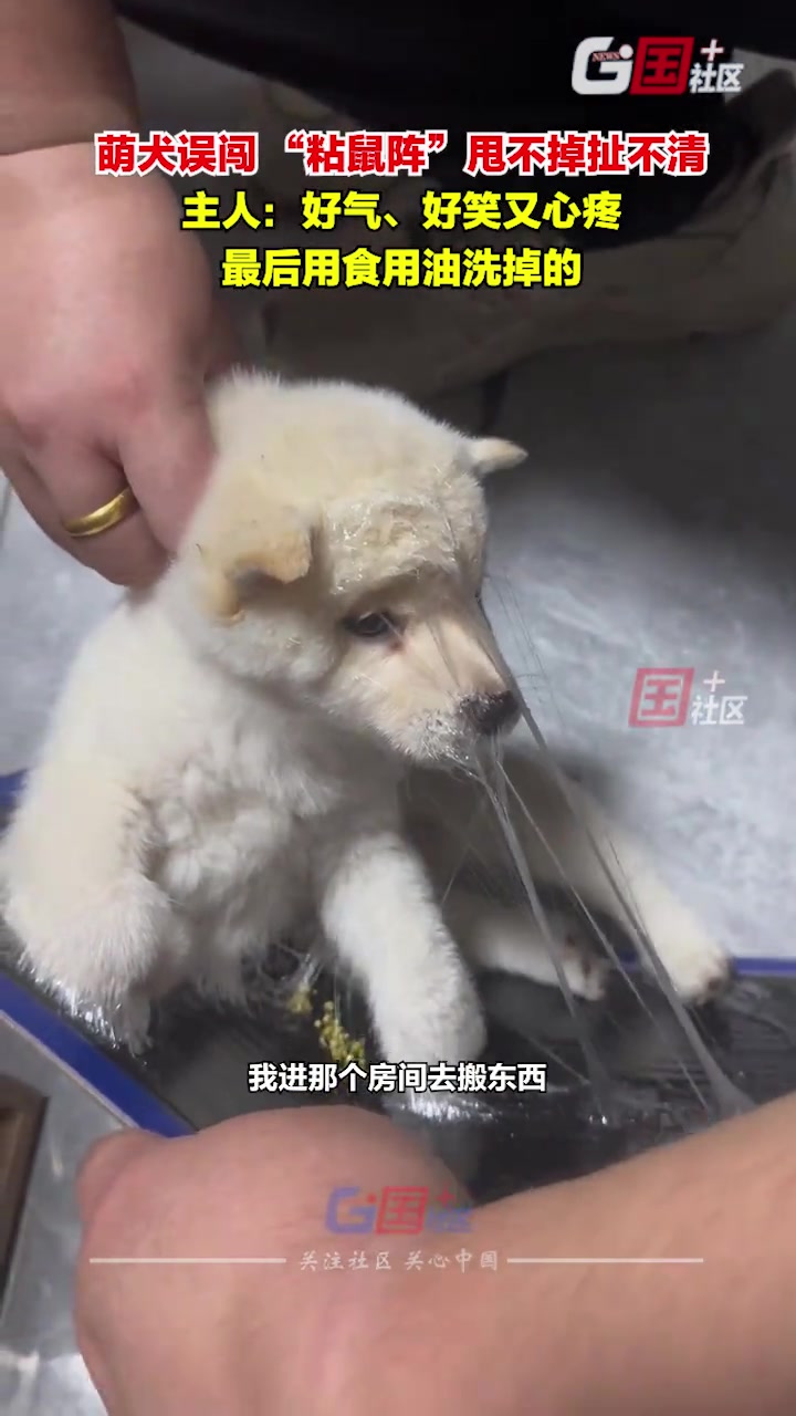 萌犬误闯“粘鼠阵”，甩不掉扯不清主人：用水洗不掉